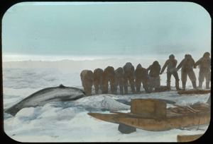 Image: Pulling out a Narwhal